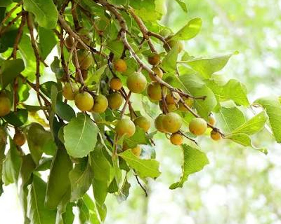 Tendu/Kendu Leaves